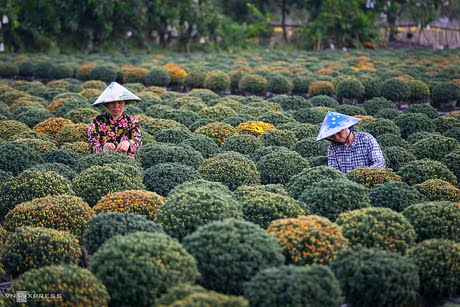 làng hoa